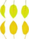 Autumn leafs foliage falling graphic illustrated colours gold yellow
