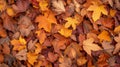 Autumn leafs Royalty Free Stock Photo