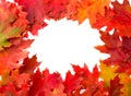 Frame of autumn red oak leaves on a white background with space for text. Flat lay, top view. Royalty Free Stock Photo