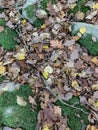 Autumn leafs in Orange green and yellow on forest floor Royalty Free Stock Photo