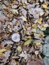 Autumn leafs in Orange green and yellow on forest floor Royalty Free Stock Photo