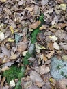 Autumn leafs in Orange green and yellow on forest floor Royalty Free Stock Photo