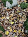 Autumn leafs in Orange green and yellow on forest floor Royalty Free Stock Photo