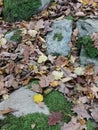 Autumn leafs in Orange green and yellow on forest floor Royalty Free Stock Photo