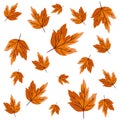Autumn leafs plant seasonal pattern