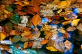 autumn leafs in water Royalty Free Stock Photo