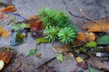 Autumn leafs in water creek Royalty Free Stock Photo