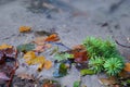 Autumn leafs in water creek Royalty Free Stock Photo