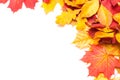 Autumn leafs on white background Royalty Free Stock Photo