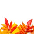 Autumn leafs on white background Royalty Free Stock Photo