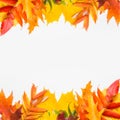 Autumn leafs on white background Royalty Free Stock Photo