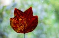 Autumn leafs window rain drops Royalty Free Stock Photo