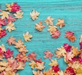 Autumn leafs on wood floor background isolated. Royalty Free Stock Photo