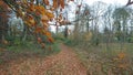 An autumn leafy path through the wood