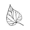 Autumn leave: alder, Linden. Hand-drawn doodle illustration for adult coloring books