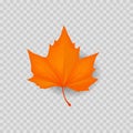 Autumn leave. Autumnal foliage isolated. Orange leaf maple. Vector.