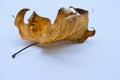 autumn leave background Royalty Free Stock Photo