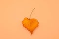 autumn leave on beige background - autumn background Royalty Free Stock Photo