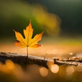 Autumn leave on a branch with blurred natural background