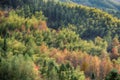 Autumn leave in forest Royalty Free Stock Photo