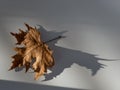 Autumn leave on the sunlight Royalty Free Stock Photo