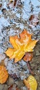 Autumn leave water Forrest tree