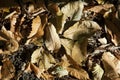 Autumn leaves Royalty Free Stock Photo