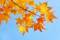 Autumn leaves