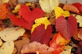 Autumn leaves