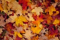 Autumn leaves Royalty Free Stock Photo