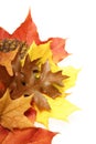 Autumn leaves Royalty Free Stock Photo