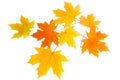 Autumn leaves