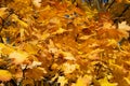 Orange maple leaves on a tree, close-up. Autumn background. Royalty Free Stock Photo