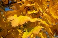 Orange maple leaves on a tree, close-up. Autumn background. Royalty Free Stock Photo