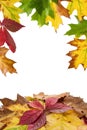 Autumn Leaves Royalty Free Stock Photo