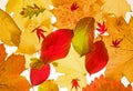 Autumn leaves Royalty Free Stock Photo