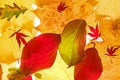 Autumn leaves Royalty Free Stock Photo