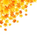 Autumn leaves Royalty Free Stock Photo