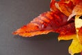 Autumn leaves