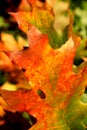 Autumn leaves Royalty Free Stock Photo