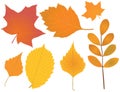 Autumn leaves Royalty Free Stock Photo