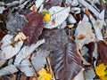 Autumn leaves. Abstract background.