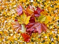 Autumn leaves. Abstract background.