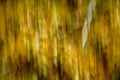 Autumn leaves abstract background using ICM