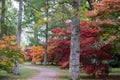 Autumn leaves. Acer trees in a blaze of colour, at Westonbirt Arboretum, Tetbury, Gloucestershire, UK in the month of October