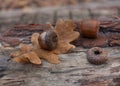 Autumn leaves acorns Royalty Free Stock Photo