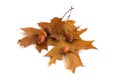 Autumn leaves and acorns isolated on white background Royalty Free Stock Photo