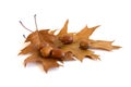 Autumn leaves and acorns isolated on white background Royalty Free Stock Photo