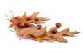 Autumn leaves and acorns isolated on white background Royalty Free Stock Photo