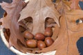 Autumn leaves and acorns. Top view Royalty Free Stock Photo